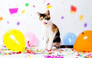 Celebrate your Cat