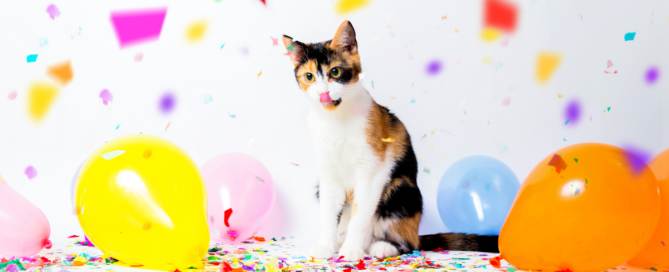 Celebrate your Cat