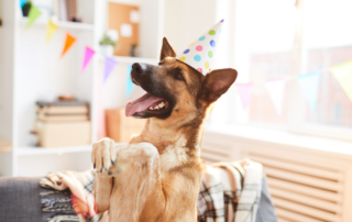 Celebrate your dog