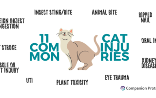 11 Common Cat Injuries and Accidents