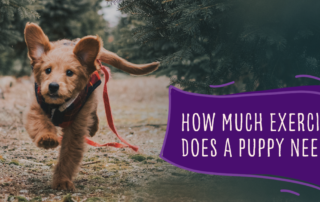 How much exercise does a puppy need?