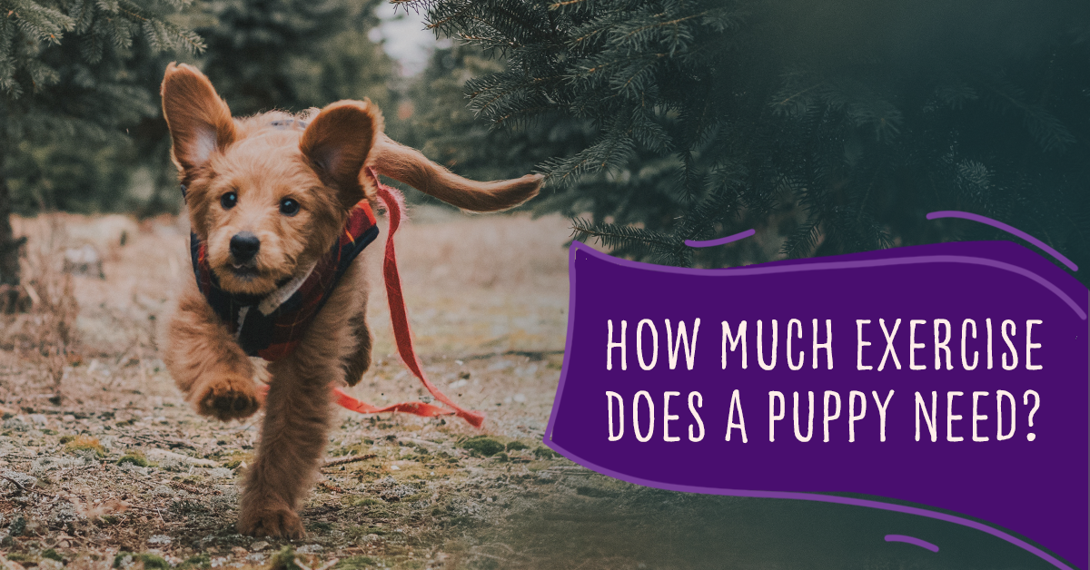 How much exercise does a puppy need?