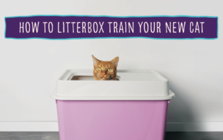 How to litterbox train your new cat
