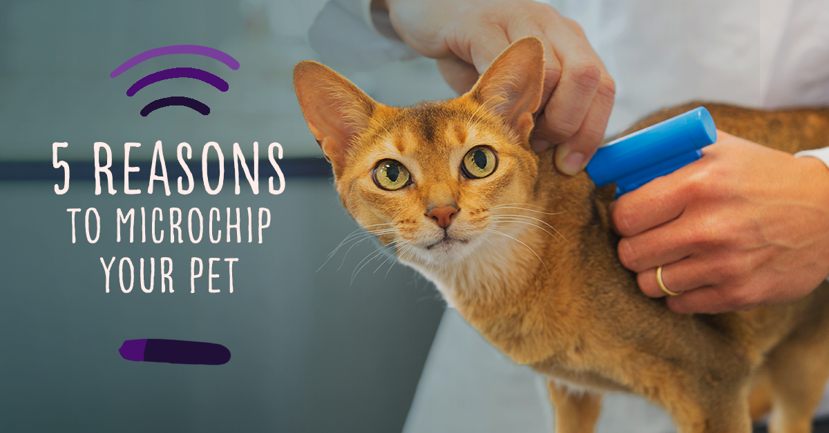 5 Reasons to Microchip Your Pet