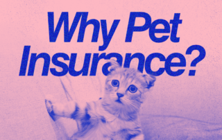 Why pet insurance?