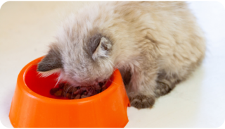 Keep food away from litterbox