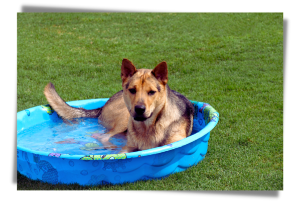 Dog in kiddy pool
