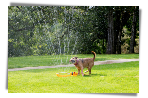 Dog playing with sprinkler