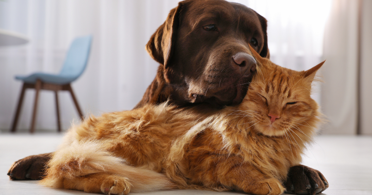 Is Pet Insurance Worth It? - Companion Protect